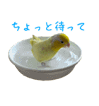 可愛いマメルリハスタンプ（個別スタンプ：36）
