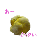 可愛いマメルリハスタンプ（個別スタンプ：37）