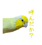 可愛いマメルリハスタンプ（個別スタンプ：39）