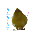 可愛いマメルリハスタンプ（個別スタンプ：40）