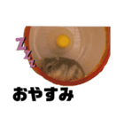 hamstamp.（個別スタンプ：6）