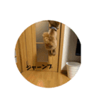 ティムしか勝たん2（個別スタンプ：16）