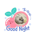 ハムスターとねこ（個別スタンプ：1）