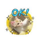 ハムスターとねこ（個別スタンプ：3）