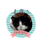 ハムスターとねこ（個別スタンプ：5）