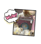 ハムスターとねこ（個別スタンプ：8）