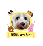 マルックスのアンディとウエスティのスマ（個別スタンプ：30）