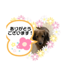 東 奈蝶のワンコスタンプ5（個別スタンプ：3）