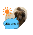 東 奈蝶のワンコスタンプ5（個別スタンプ：4）