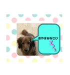 東 奈蝶のワンコスタンプ5（個別スタンプ：7）