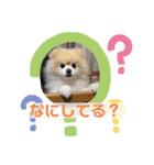 かわいいポメラニアンのラブ（個別スタンプ：1）