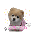 かわいいポメラニアンのラブ（個別スタンプ：5）