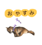 嗚呼、愛しきポンやん（個別スタンプ：3）