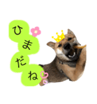 嗚呼、愛しきポンやん（個別スタンプ：6）