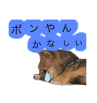 嗚呼、愛しきポンやん（個別スタンプ：7）