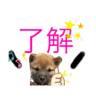 嗚呼、愛しきポンやん（個別スタンプ：11）