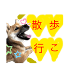嗚呼、愛しきポンやん（個別スタンプ：12）