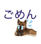 嗚呼、愛しきポンやん（個別スタンプ：14）
