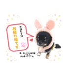 ラッキー君スタンプ（個別スタンプ：3）
