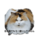 おとぽての日常（個別スタンプ：8）