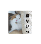 おとぽての日常（個別スタンプ：12）