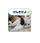おとぽての日常（個別スタンプ：23）