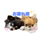 バブピースタンプVol.2（個別スタンプ：12）