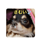 バブピースタンプVol.2（個別スタンプ：17）