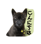 イケてるわんこ（個別スタンプ：1）