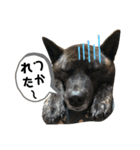イケてるわんこ（個別スタンプ：3）