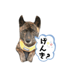 イケてるわんこ（個別スタンプ：4）