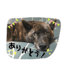 イケてるわんこ（個別スタンプ：5）