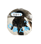 イケてるわんこ（個別スタンプ：6）