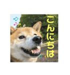 豆柴のリョーマくん（丁寧語バージョン）（個別スタンプ：2）