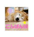 豆柴のリョーマくん（丁寧語バージョン）（個別スタンプ：3）