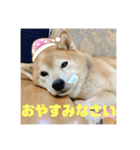 豆柴のリョーマくん（丁寧語バージョン）（個別スタンプ：4）