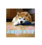 豆柴のリョーマくん（丁寧語バージョン）（個別スタンプ：5）