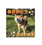 豆柴のリョーマくん（丁寧語バージョン）（個別スタンプ：6）