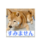 豆柴のリョーマくん（丁寧語バージョン）（個別スタンプ：7）