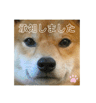 豆柴のリョーマくん（丁寧語バージョン）（個別スタンプ：8）