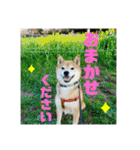 豆柴のリョーマくん（丁寧語バージョン）（個別スタンプ：9）
