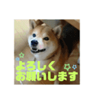 豆柴のリョーマくん（丁寧語バージョン）（個別スタンプ：10）