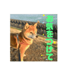 豆柴のリョーマくん（丁寧語バージョン）（個別スタンプ：12）