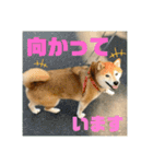豆柴のリョーマくん（丁寧語バージョン）（個別スタンプ：13）