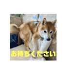 豆柴のリョーマくん（丁寧語バージョン）（個別スタンプ：14）