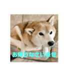 豆柴のリョーマくん（丁寧語バージョン）（個別スタンプ：15）