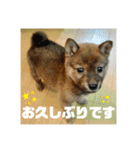 豆柴のリョーマくん（丁寧語バージョン）（個別スタンプ：16）