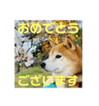 豆柴のリョーマくん（丁寧語バージョン）（個別スタンプ：17）