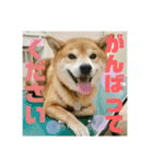 豆柴のリョーマくん（丁寧語バージョン）（個別スタンプ：18）