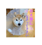 豆柴のリョーマくん（丁寧語バージョン）（個別スタンプ：19）